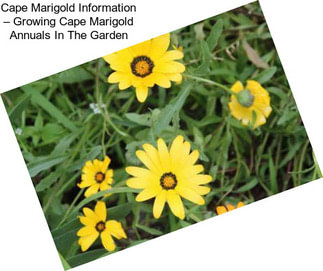 Cape Marigold Information – Growing Cape Marigold Annuals In The Garden