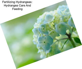 Fertilizing Hydrangeas: Hydrangea Care And Feeding