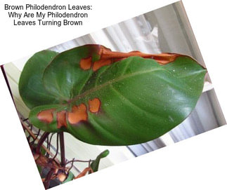 Brown Philodendron Leaves: Why Are My Philodendron Leaves Turning Brown