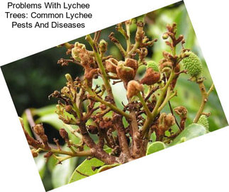 Problems With Lychee Trees: Common Lychee Pests And Diseases