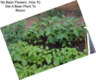 No Bean Flowers: How To Get A Bean Plant To Bloom