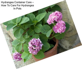 Hydrangea Container Care – How To Care For Hydrangea In Pots