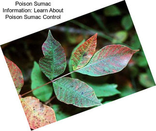 Poison Sumac Information: Learn About Poison Sumac Control