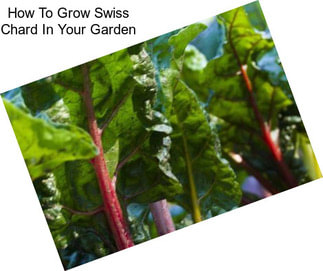 How To Grow Swiss Chard In Your Garden