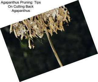 Agapanthus Pruning: Tips On Cutting Back Agapanthus