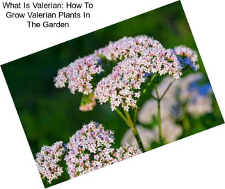 What Is Valerian: How To Grow Valerian Plants In The Garden