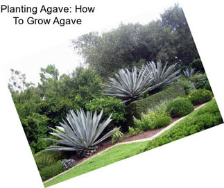 Planting Agave: How To Grow Agave