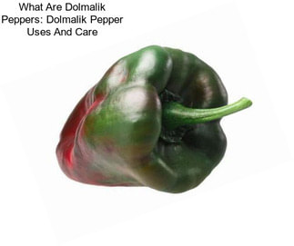 What Are Dolmalik Peppers: Dolmalik Pepper Uses And Care