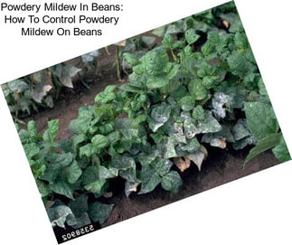 Powdery Mildew In Beans: How To Control Powdery Mildew On Beans