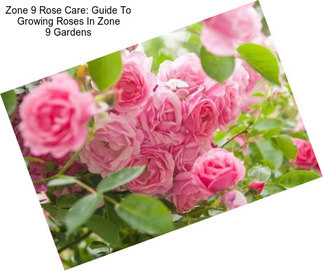Zone 9 Rose Care: Guide To Growing Roses In Zone 9 Gardens