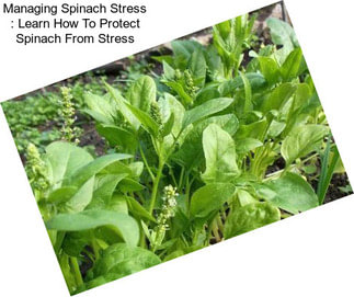 Managing Spinach Stress : Learn How To Protect Spinach From Stress