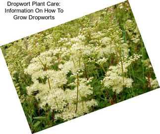 Dropwort Plant Care: Information On How To Grow Dropworts