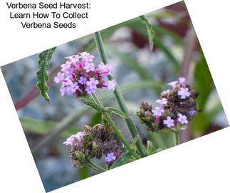 Verbena Seed Harvest: Learn How To Collect Verbena Seeds