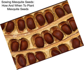 Sowing Mesquite Seeds: How And When To Plant Mesquite Seeds