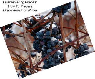 Overwintering Grapes: How To Prepare Grapevines For Winter