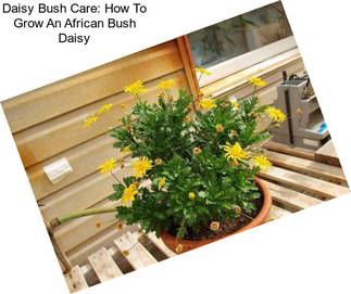 Daisy Bush Care: How To Grow An African Bush Daisy