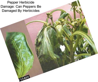 Pepper Herbicide Damage: Can Peppers Be Damaged By Herbicides