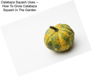 Calabaza Squash Uses – How To Grow Calabaza Squash In The Garden