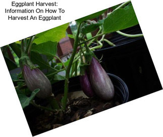 Eggplant Harvest: Information On How To Harvest An Eggplant