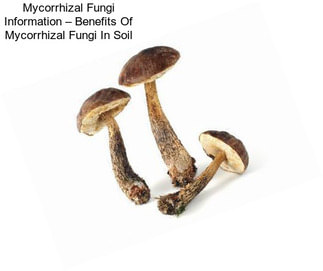 Mycorrhizal Fungi Information – Benefits Of Mycorrhizal Fungi In Soil