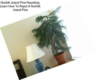 Norfolk Island Pine Repotting: Learn How To Repot A Norfolk Island Pine