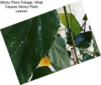 Sticky Plant Foliage: What Causes Sticky Plant Leaves