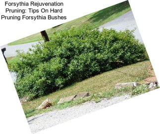 Forsythia Rejuvenation Pruning: Tips On Hard Pruning Forsythia Bushes