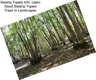 Swamp Tupelo Info: Learn About Swamp Tupelo Trees In Landscapes