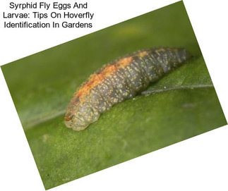 Syrphid Fly Eggs And Larvae: Tips On Hoverfly Identification In Gardens