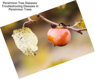 Persimmon Tree Diseases: Troubleshooting Diseases In Persimmon Trees