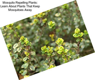 Mosquito Repelling Plants: Learn About Plants That Keep Mosquitoes Away