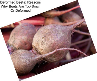 Deformed Beets: Reasons Why Beets Are Too Small Or Deformed