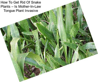 How To Get Rid Of Snake Plants – Is Mother-In-Law Tongue Plant Invasive