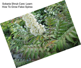 Sobaria Shrub Care: Learn How To Grow False Spirea