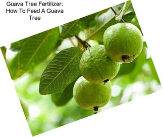 Guava Tree Fertilizer: How To Feed A Guava Tree