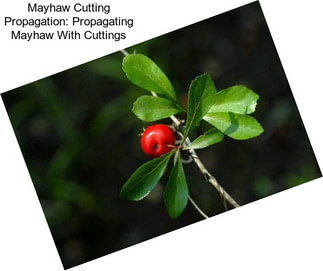 Mayhaw Cutting Propagation: Propagating Mayhaw With Cuttings