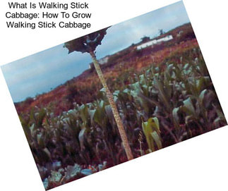 What Is Walking Stick Cabbage: How To Grow Walking Stick Cabbage