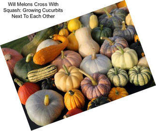 Will Melons Cross With Squash: Growing Cucurbits Next To Each Other