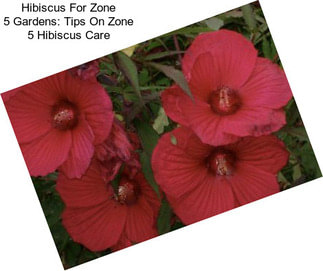 Hibiscus For Zone 5 Gardens: Tips On Zone 5 Hibiscus Care