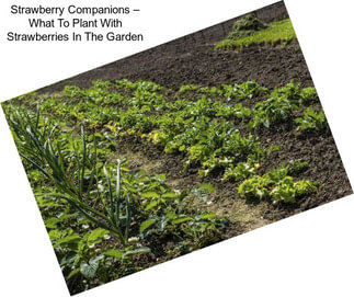 Strawberry Companions – What To Plant With Strawberries In The Garden