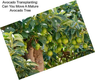 Avocado Transplanting: Can You Move A Mature Avocado Tree