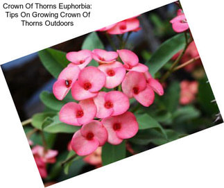 Crown Of Thorns Euphorbia: Tips On Growing Crown Of Thorns Outdoors