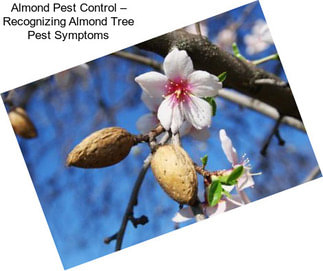 Almond Pest Control – Recognizing Almond Tree Pest Symptoms