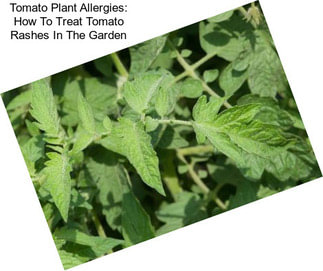 Tomato Plant Allergies: How To Treat Tomato Rashes In The Garden