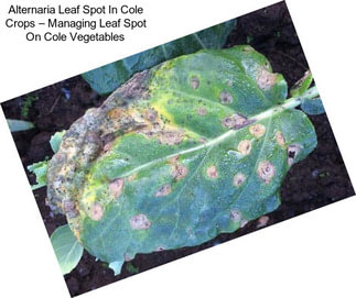 Alternaria Leaf Spot In Cole Crops – Managing Leaf Spot On Cole Vegetables