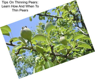 Tips On Thinning Pears: Learn How And When To Thin Pears