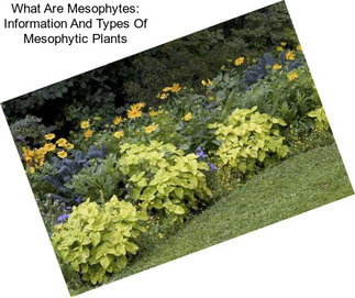 What Are Mesophytes: Information And Types Of Mesophytic Plants