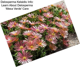 Delosperma Kelaidis Info: Learn About Delosperma ‘Mesa Verde\' Care