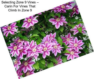 Selecting Zone 9 Vines – Carin For Vines That Climb In Zone 9