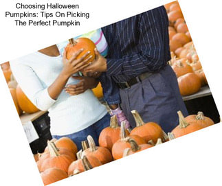 Choosing Halloween Pumpkins: Tips On Picking The Perfect Pumpkin